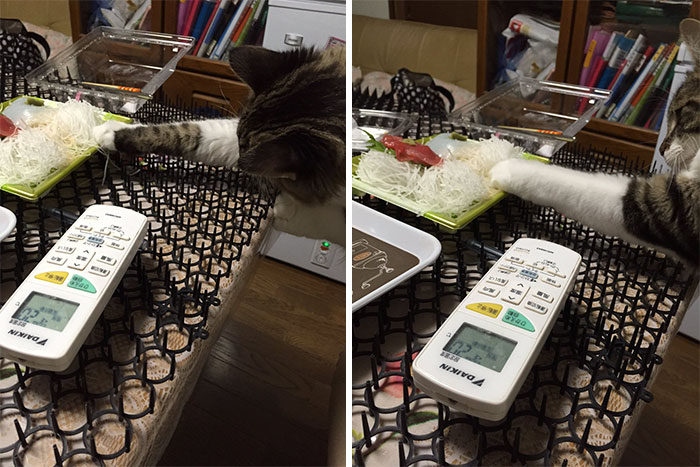 Cats Are Evolving! Scared People Are Sharing Pics Of Kittens Immune To Cat-Deterrent Spikes
