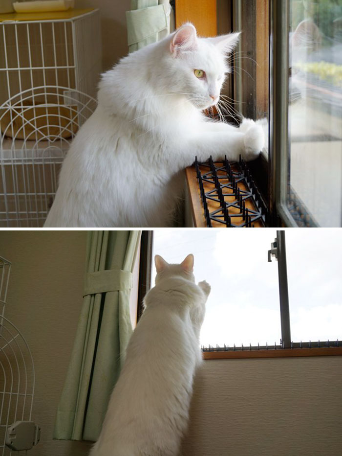 Cats Are Evolving! Scared People Are Sharing Pics Of Kittens Immune To Cat-Deterrent Spikes