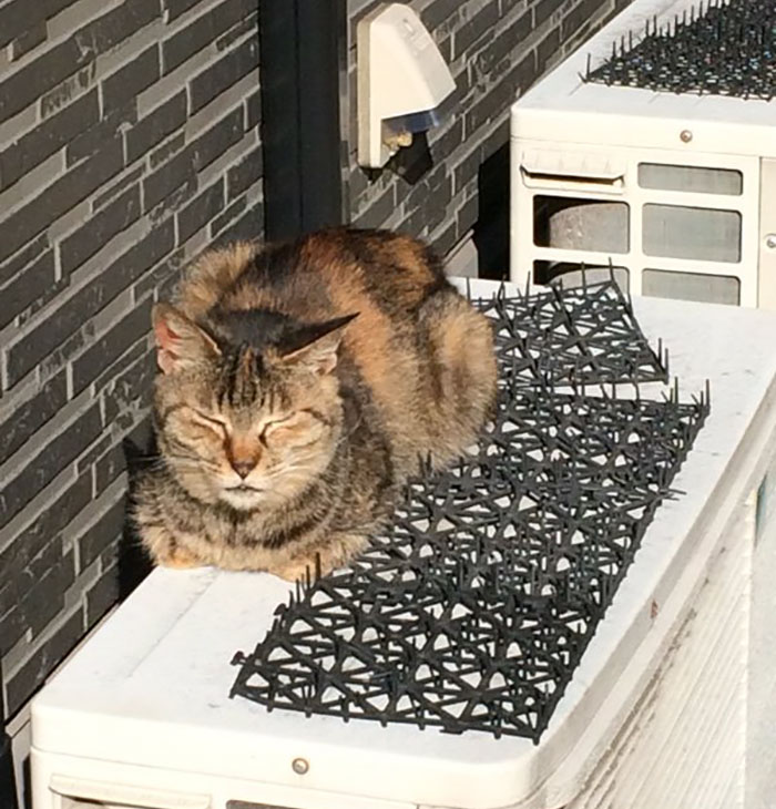 Cats Are Evolving! Scared People Are Sharing Pics Of Kittens Immune To Cat-Deterrent Spikes