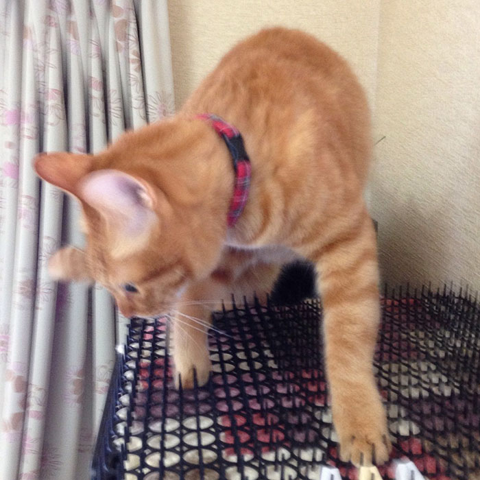 Cats Are Evolving! Scared People Are Sharing Pics Of Kittens Immune To Cat-Deterrent Spikes