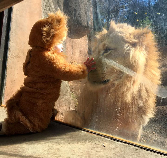 Baby Dressed Up As A Lion&#8217;s Cub Meets A Real Lion, And The Big Cat Is Confused