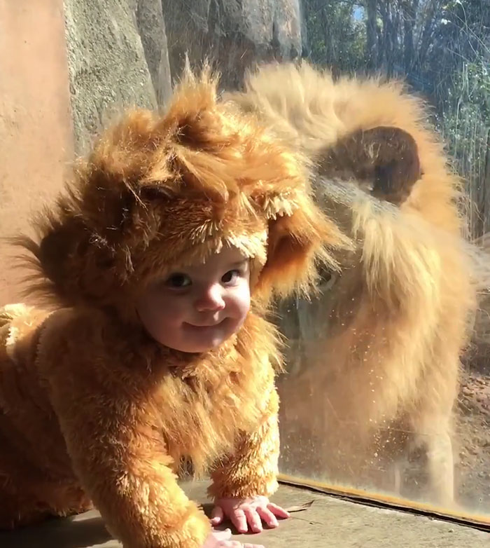 Baby Dressed Up As A Lion&#8217;s Cub Meets A Real Lion, And The Big Cat Is Confused