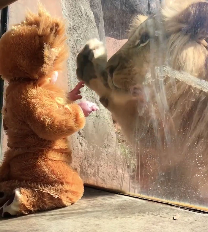 Baby Dressed Up As A Lion&#8217;s Cub Meets A Real Lion, And The Big Cat Is Confused
