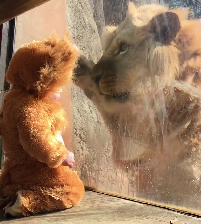 Baby Dressed Up As A Lion&#8217;s Cub Meets A Real Lion, And The Big Cat Is Confused