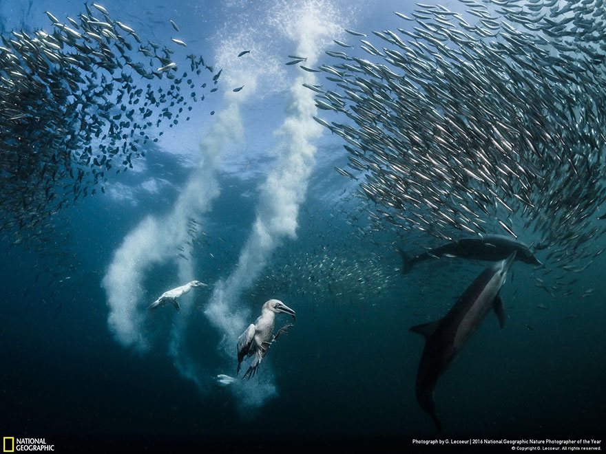 The Winners Of The 2016 National Geographic Nature Photographer Of The Year Contest The Winners Of The 2016 National Geographic Nature Photographer Of The Year Contest