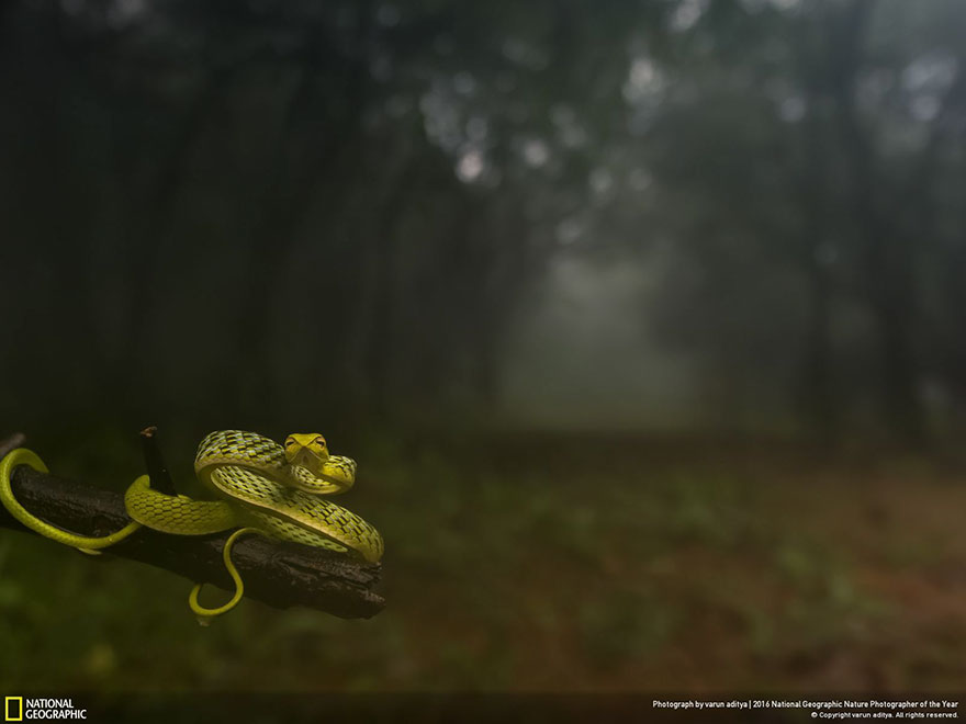 The Winners Of The 2016 National Geographic Nature Photographer Of The Year Contest The Winners Of The 2016 National Geographic Nature Photographer Of The Year Contest