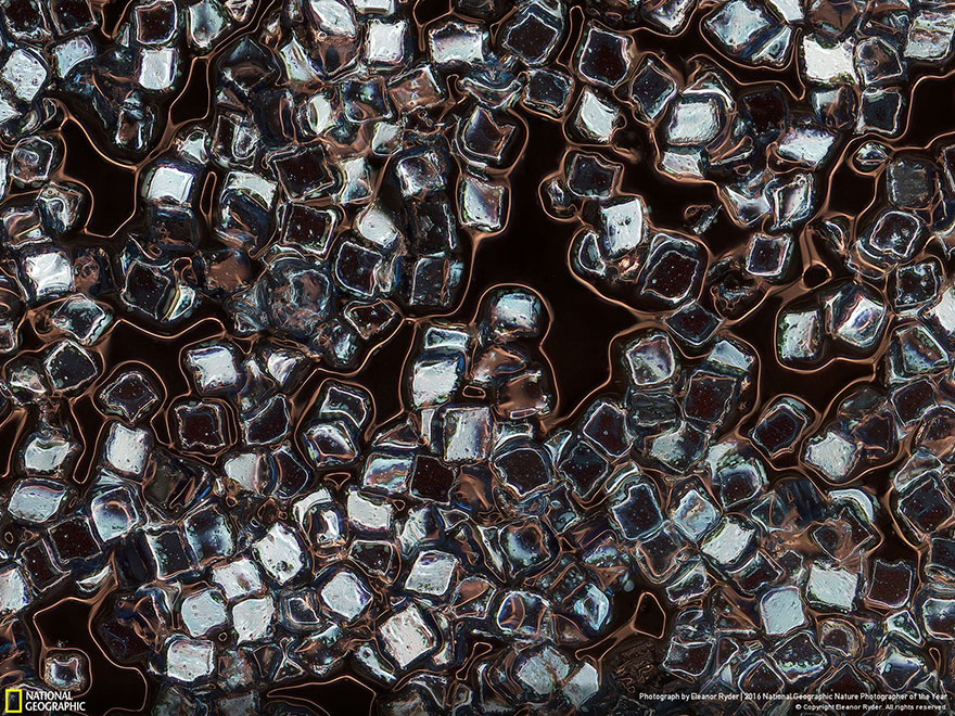 The Winners Of The 2016 National Geographic Nature Photographer Of The Year Contest The Winners Of The 2016 National Geographic Nature Photographer Of The Year Contest