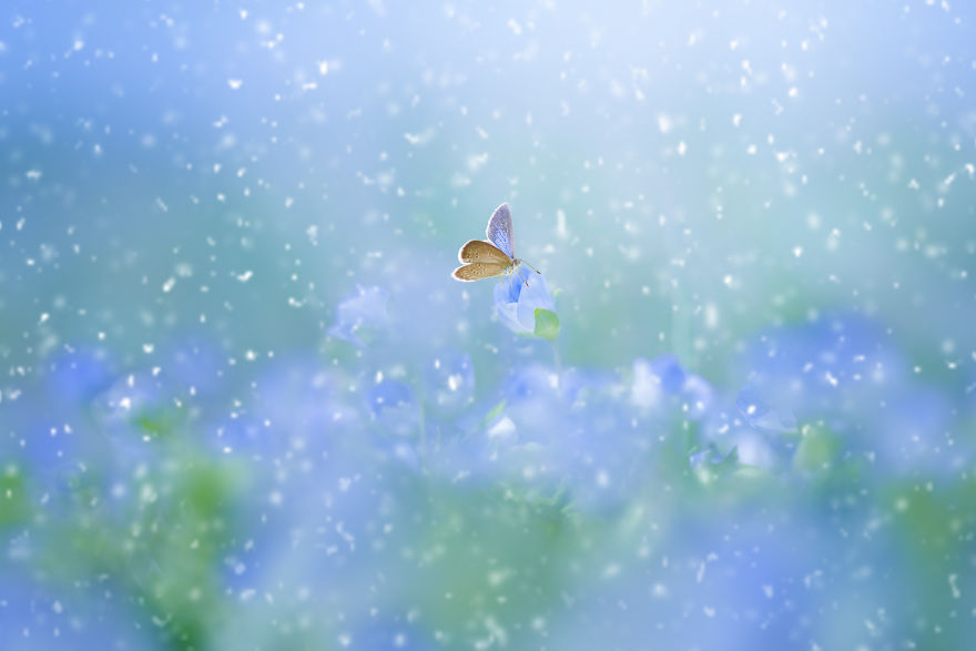 The Colourful Macro World Of Tiny Creatures That I Capture In Indonesia The Colourful Macro World Of Tiny Creatures That I Capture In Indonesia