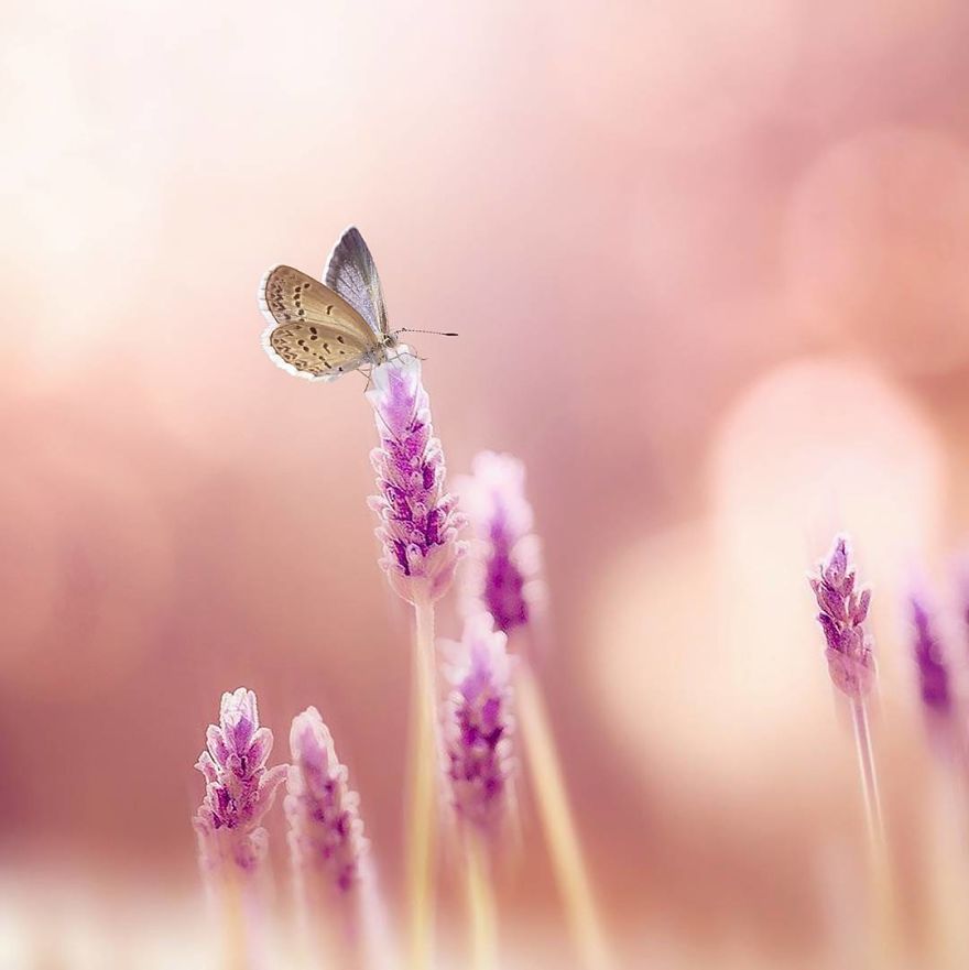 The Colourful Macro World Of Tiny Creatures That I Capture In Indonesia The Colourful Macro World Of Tiny Creatures That I Capture In Indonesia