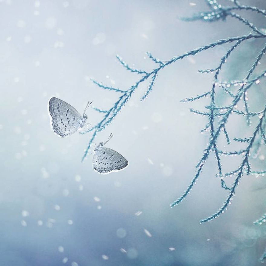 The Colourful Macro World Of Tiny Creatures That I Capture In Indonesia The Colourful Macro World Of Tiny Creatures That I Capture In Indonesia