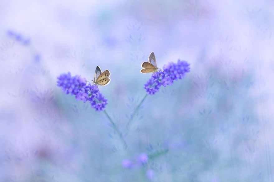 The Colourful Macro World Of Tiny Creatures That I Capture In Indonesia The Colourful Macro World Of Tiny Creatures That I Capture In Indonesia