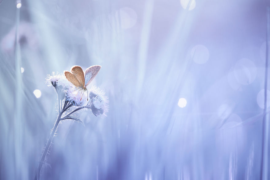 The Colourful Macro World Of Tiny Creatures That I Capture In Indonesia The Colourful Macro World Of Tiny Creatures That I Capture In Indonesia