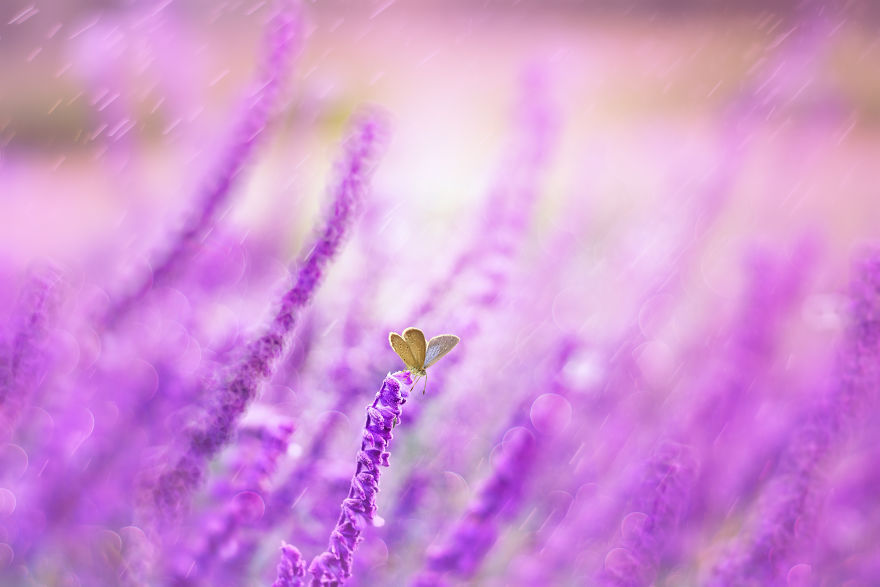 The Colourful Macro World Of Tiny Creatures That I Capture In Indonesia The Colourful Macro World Of Tiny Creatures That I Capture In Indonesia