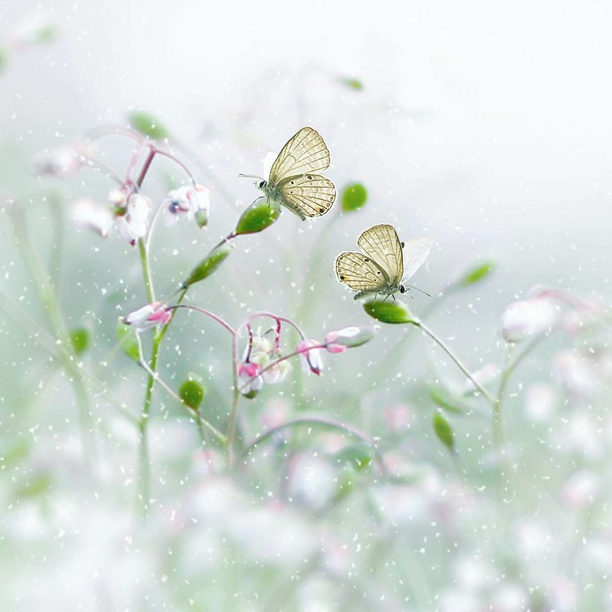 The Colourful Macro World Of Tiny Creatures That I Capture In Indonesia The Colourful Macro World Of Tiny Creatures That I Capture In Indonesia