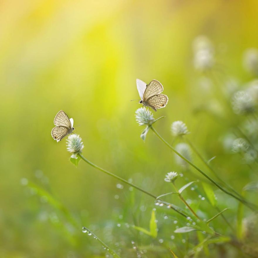 The Colourful Macro World Of Tiny Creatures That I Capture In Indonesia The Colourful Macro World Of Tiny Creatures That I Capture In Indonesia