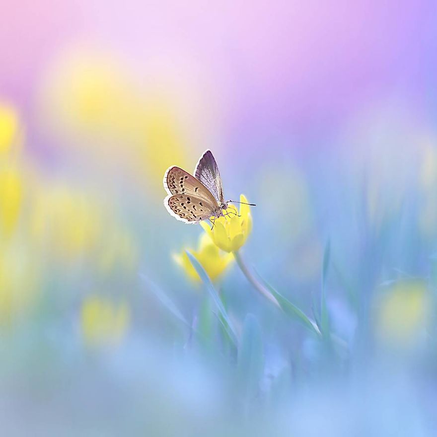 The Colourful Macro World Of Tiny Creatures That I Capture In Indonesia The Colourful Macro World Of Tiny Creatures That I Capture In Indonesia