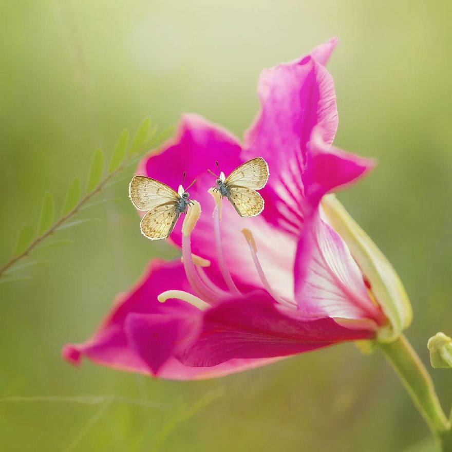 The Colourful Macro World Of Tiny Creatures That I Capture In Indonesia The Colourful Macro World Of Tiny Creatures That I Capture In Indonesia