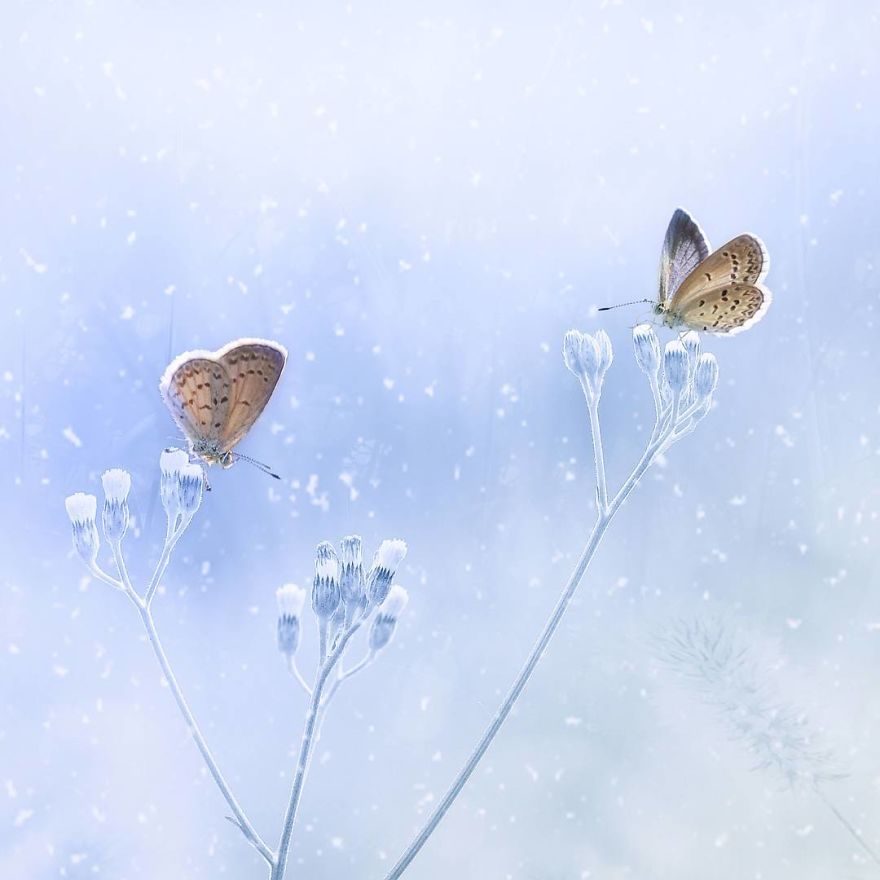 The Colourful Macro World Of Tiny Creatures That I Capture In Indonesia The Colourful Macro World Of Tiny Creatures That I Capture In Indonesia