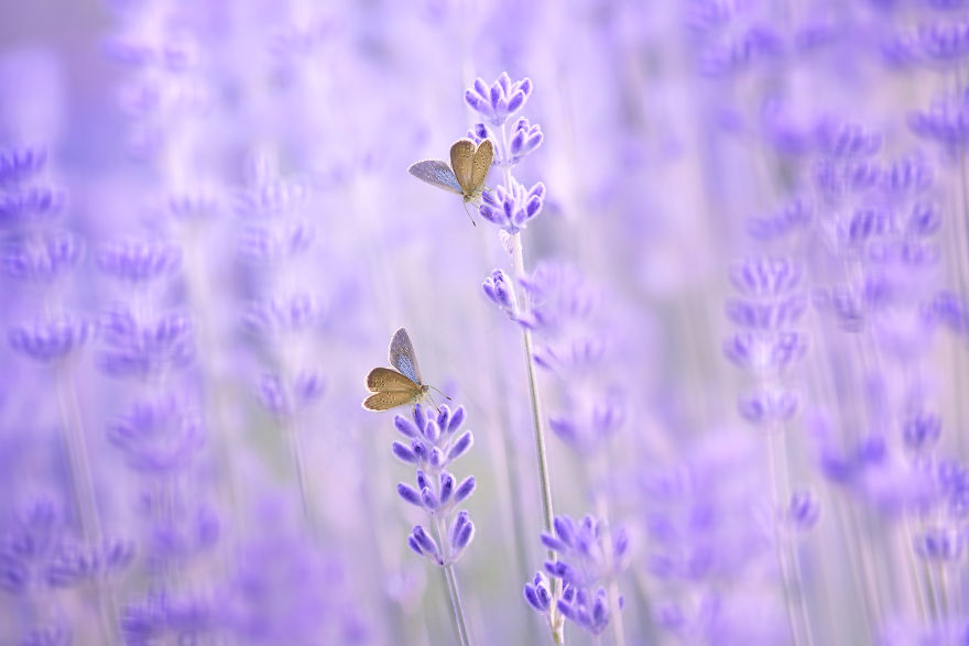 The Colourful Macro World Of Tiny Creatures That I Capture In Indonesia The Colourful Macro World Of Tiny Creatures That I Capture In Indonesia