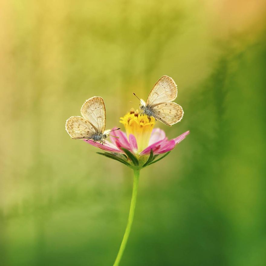 The Colourful Macro World Of Tiny Creatures That I Capture In Indonesia The Colourful Macro World Of Tiny Creatures That I Capture In Indonesia