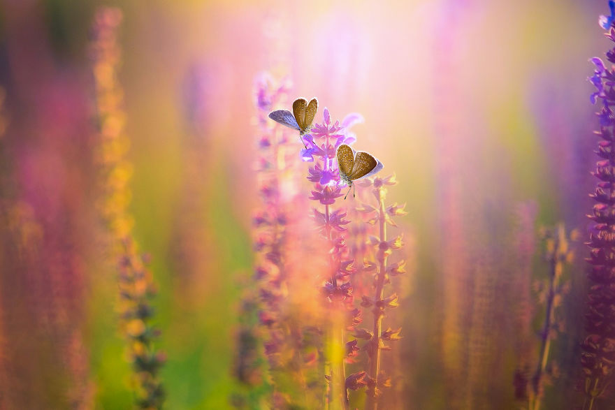 The Colourful Macro World Of Tiny Creatures That I Capture In Indonesia The Colourful Macro World Of Tiny Creatures That I Capture In Indonesia
