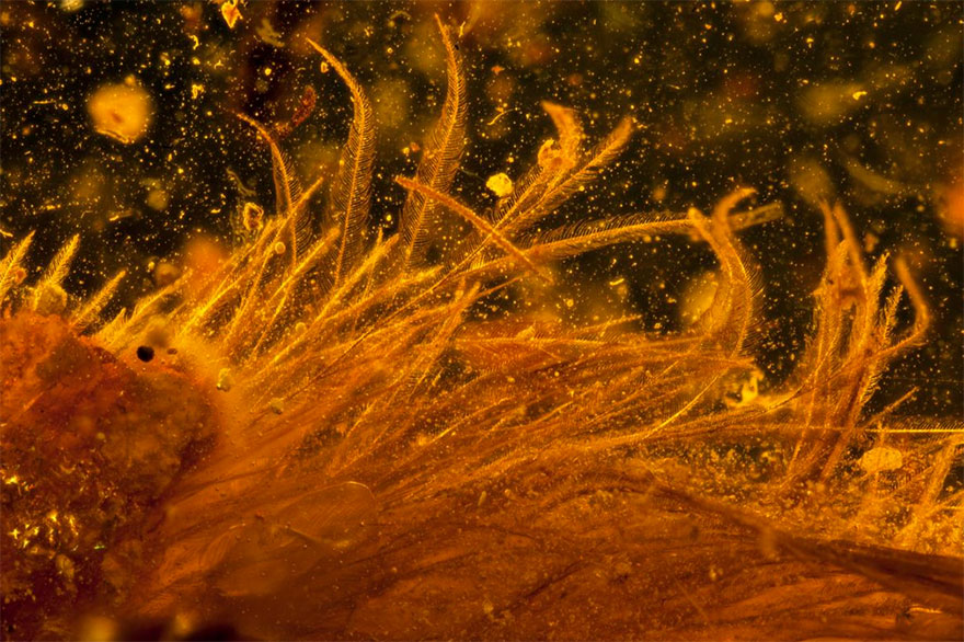 First Dinosaur Tail Found Preserved In Amber Is 99-Million-Years-Old And Covered In Feathers