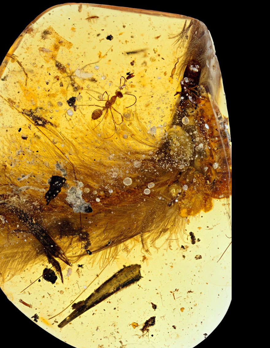 First Dinosaur Tail Found Preserved In Amber Is 99-Million-Years-Old And Covered In Feathers First Dinosaur Tail Found Preserved In Amber Is 99-Million-Years-Old And Covered In Feathers
