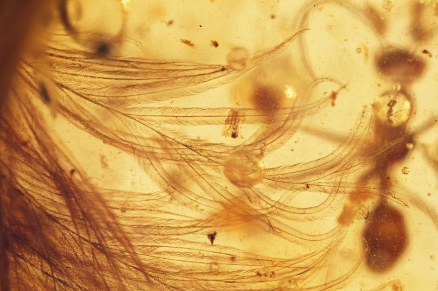 First Dinosaur Tail Found Preserved In Amber Is 99-Million-Years-Old And Covered In Feathers First Dinosaur Tail Found Preserved In Amber Is 99-Million-Years-Old And Covered In Feathers