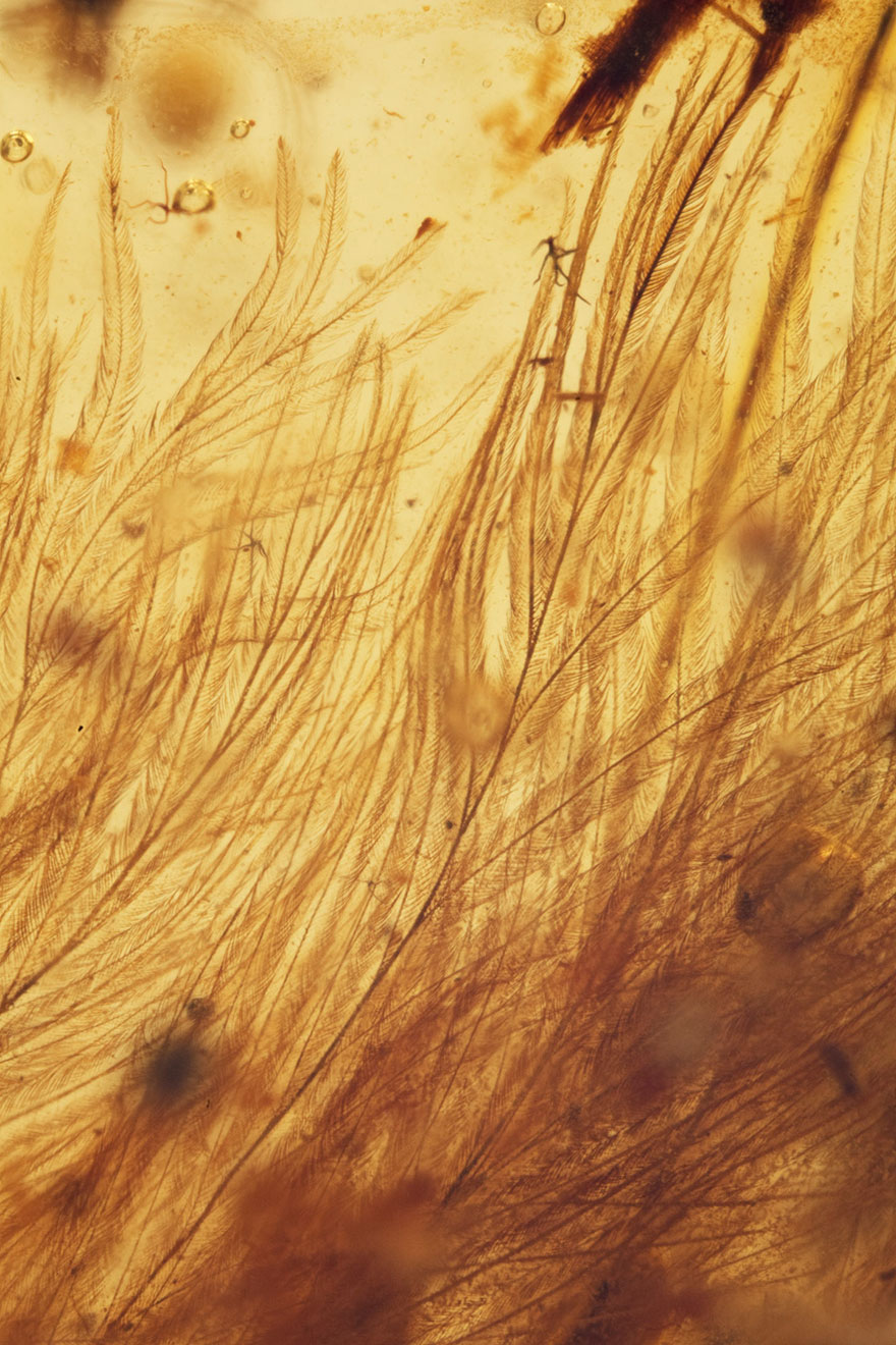 First Dinosaur Tail Found Preserved In Amber Is 99-Million-Years-Old And Covered In Feathers First Dinosaur Tail Found Preserved In Amber Is 99-Million-Years-Old And Covered In Feathers