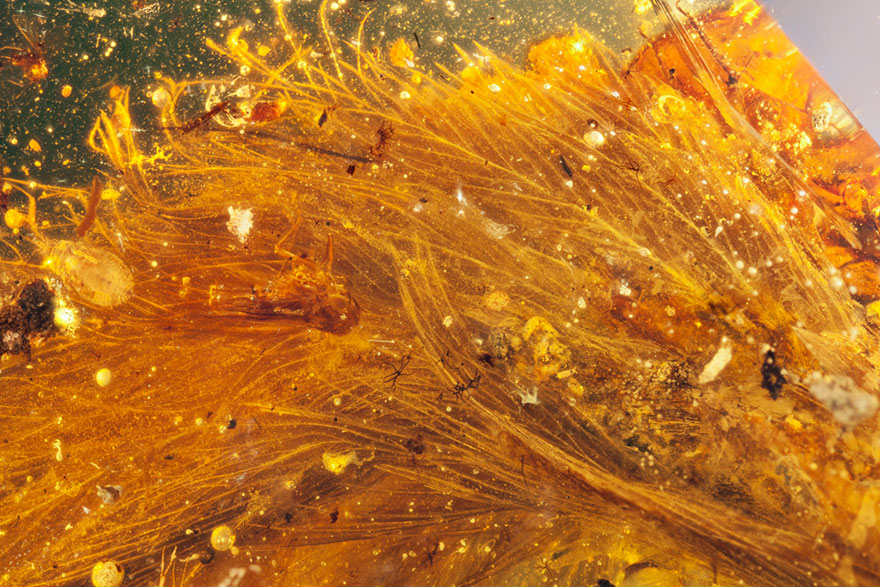 First Dinosaur Tail Found Preserved In Amber Is 99-Million-Years-Old And Covered In Feathers First Dinosaur Tail Found Preserved In Amber Is 99-Million-Years-Old And Covered In Feathers