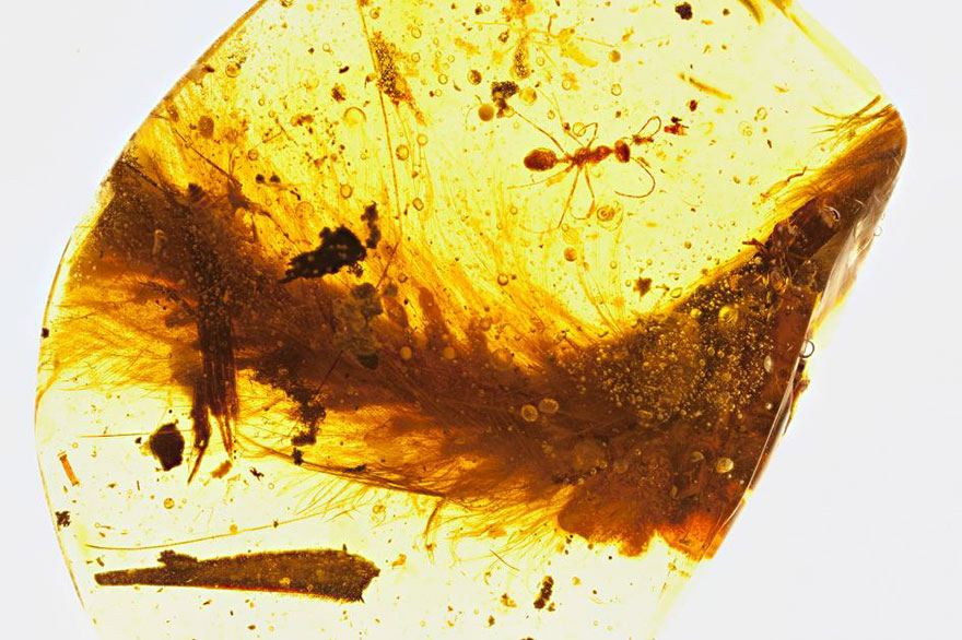 First Dinosaur Tail Found Preserved In Amber Is 99-Million-Years-Old And Covered In Feathers First Dinosaur Tail Found Preserved In Amber Is 99-Million-Years-Old And Covered In Feathers