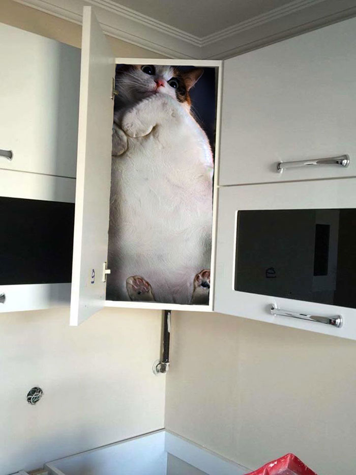 Contractor Gets In The Cabinet To Prove Its Sturdiness, Sparks Hilarious Photoshop Battle