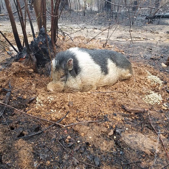 Family Devastated After Finding Their Home Destroyed By Wildfire, But Then See Their Pet Pig Waiting For Them Family Devastated After Finding Their Home Destroyed By Wildfire, But Then See Their Pet Pig Waiting For Them