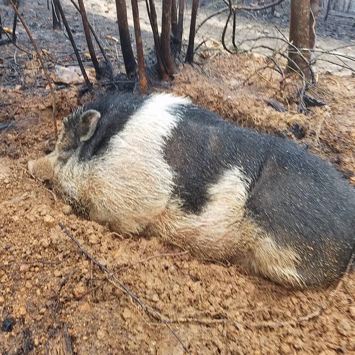 Family Devastated After Finding Their Home Destroyed By Wildfire, But Then See Their Pet Pig Waiting For Them Family Devastated After Finding Their Home Destroyed By Wildfire, But Then See Their Pet Pig Waiting For Them
