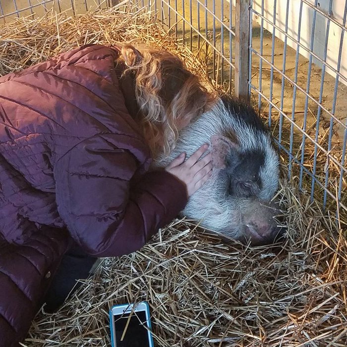 Family Devastated After Finding Their Home Destroyed By Wildfire, But Then See Their Pet Pig Waiting For Them Family Devastated After Finding Their Home Destroyed By Wildfire, But Then See Their Pet Pig Waiting For Them
