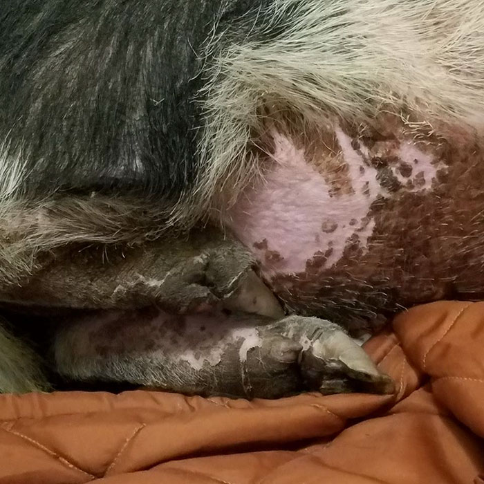 Family Devastated After Finding Their Home Destroyed By Wildfire, But Then See Their Pet Pig Waiting For Them Family Devastated After Finding Their Home Destroyed By Wildfire, But Then See Their Pet Pig Waiting For Them