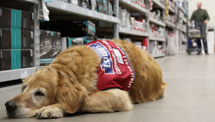 A Veteran Who Needs A Service Dog Was Struggling To Find A Job, Until This Store Employed Them Both A Veteran Who Needs A Service Dog Was Struggling To Find A Job, Until This Store Employed Them Both