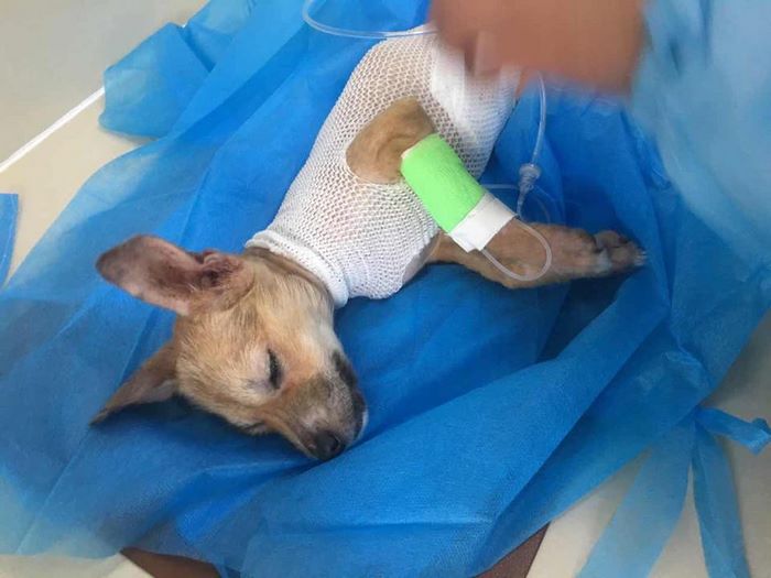 Everyone Gave Up On This Slaughterhouse Puppy, Then One Woman Stepped In And Incredible Transformation Happened