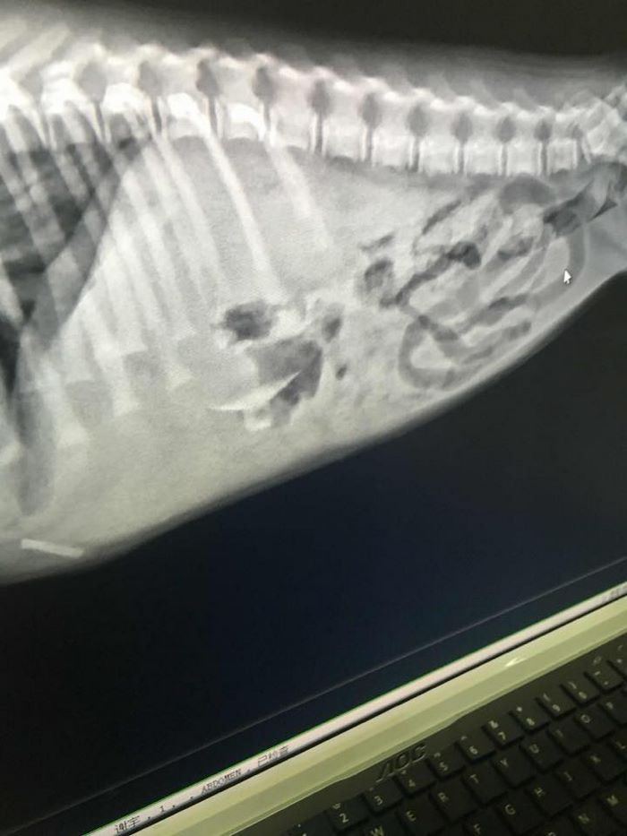 Everyone Gave Up On This Slaughterhouse Puppy, Then One Woman Stepped In And Incredible Transformation Happened