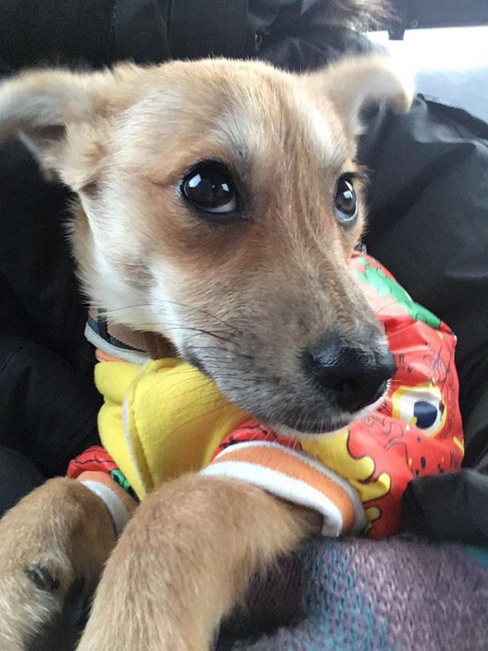 Everyone Gave Up On This Slaughterhouse Puppy, Then One Woman Stepped In And Incredible Transformation Happened