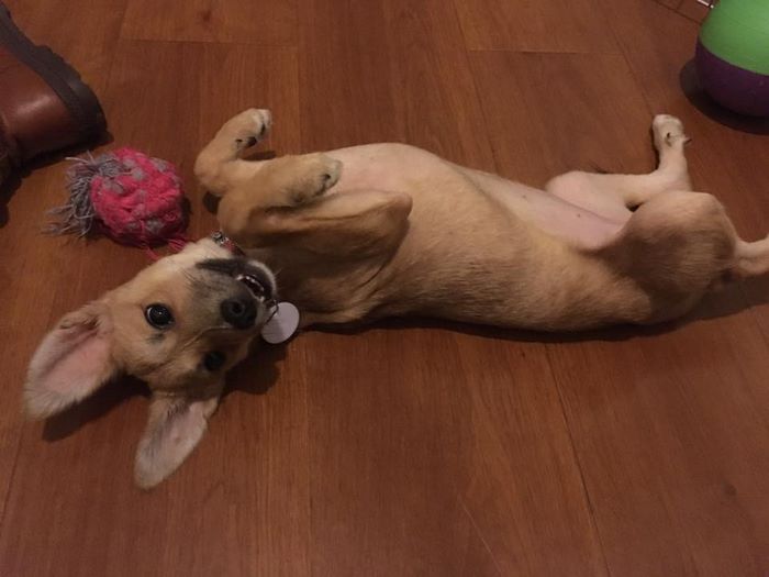 Everyone Gave Up On This Slaughterhouse Puppy, Then One Woman Stepped In And Incredible Transformation Happened