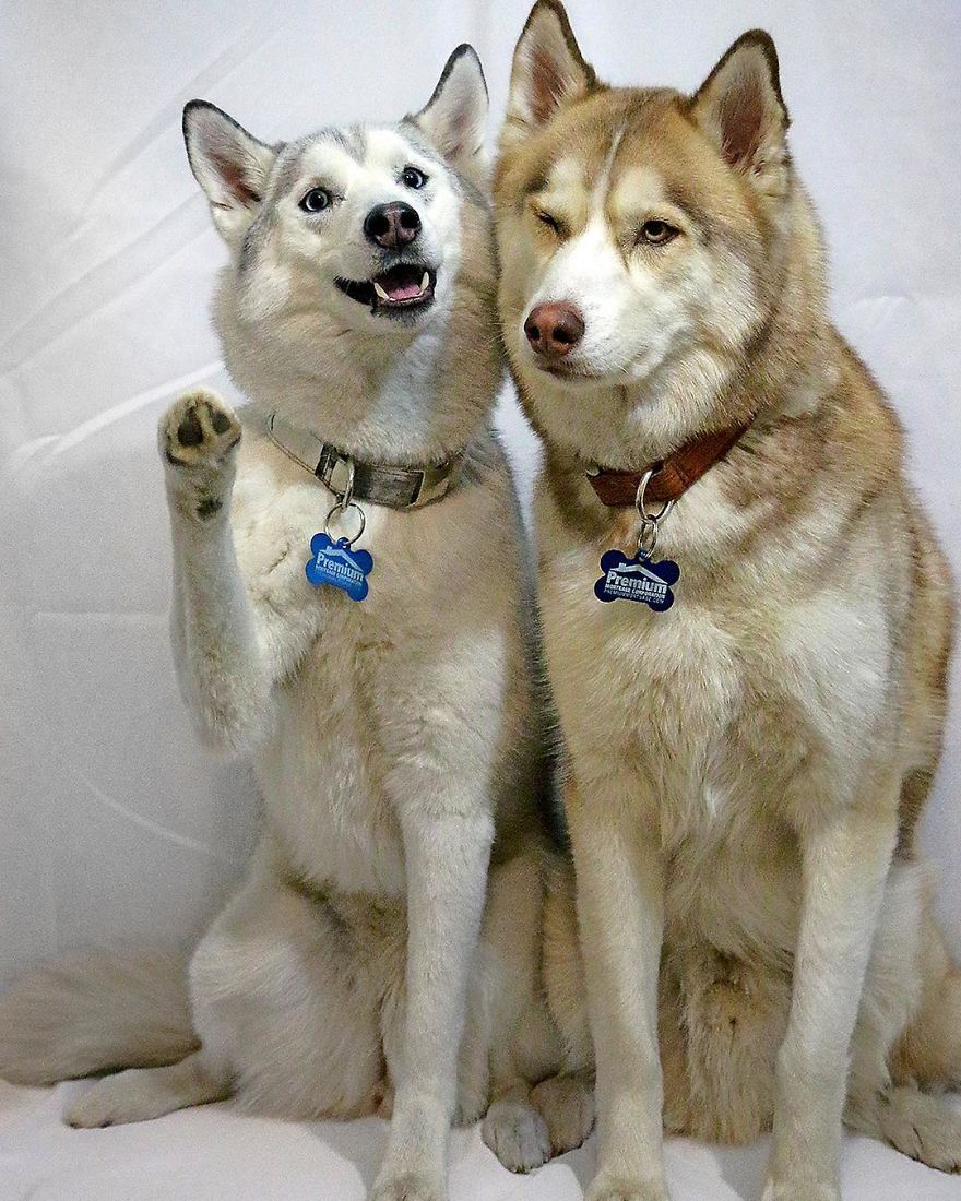 My Beautiful Huskies Helped Me Overcome Clinical Depression And Get On My Feet Again My Beautiful Huskies Helped Me Overcome Clinical Depression And Get On My Feet Again