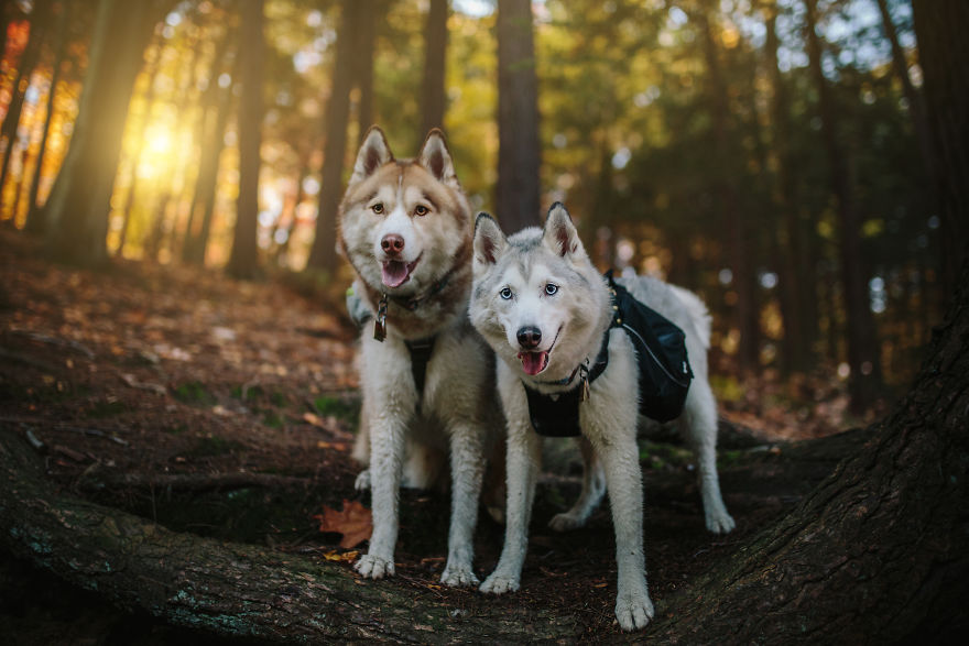 My Beautiful Huskies Helped Me Overcome Clinical Depression And Get On My Feet Again My Beautiful Huskies Helped Me Overcome Clinical Depression And Get On My Feet Again