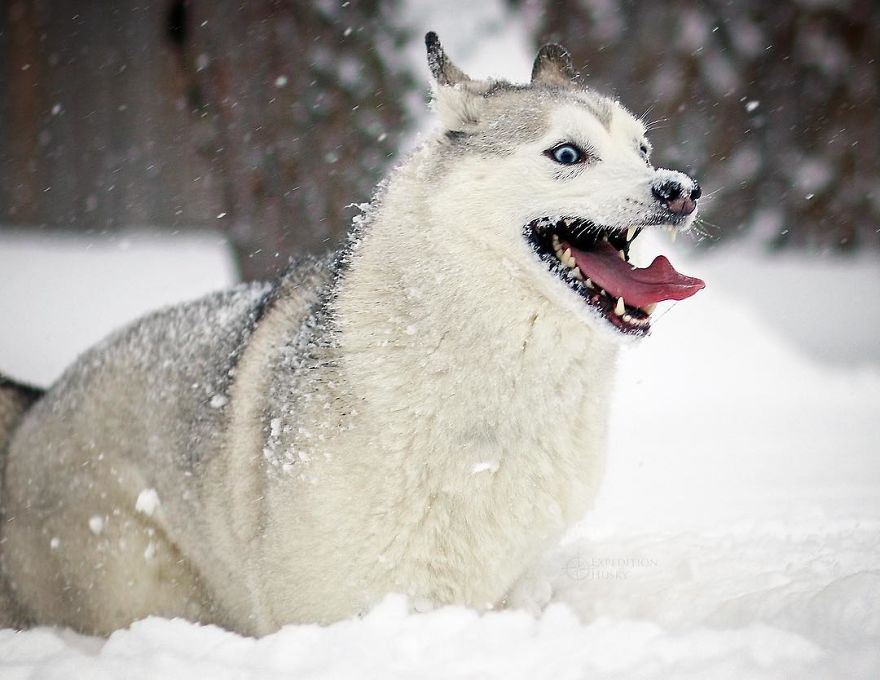 My Beautiful Huskies Helped Me Overcome Clinical Depression And Get On My Feet Again My Beautiful Huskies Helped Me Overcome Clinical Depression And Get On My Feet Again