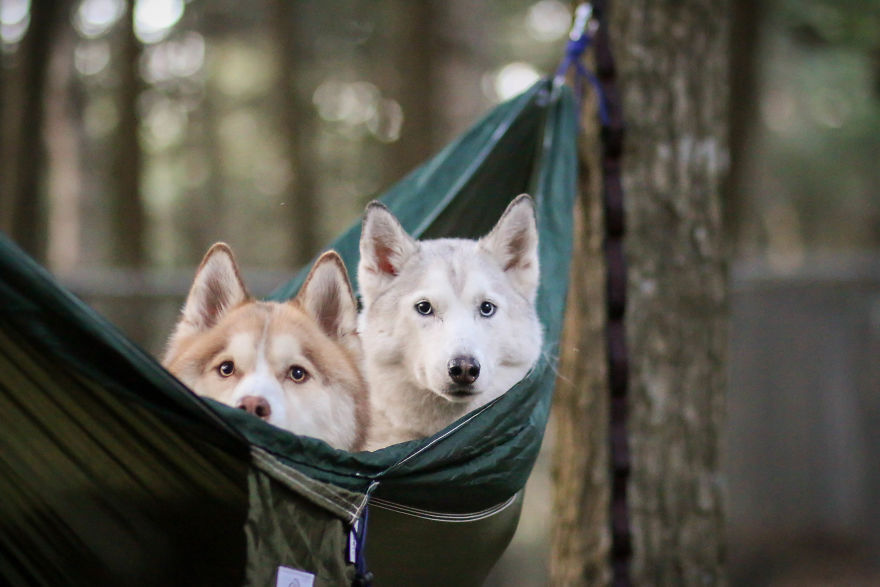 My Beautiful Huskies Helped Me Overcome Clinical Depression And Get On My Feet Again My Beautiful Huskies Helped Me Overcome Clinical Depression And Get On My Feet Again