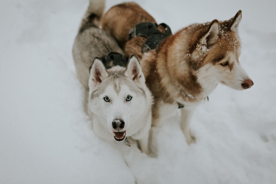 My Beautiful Huskies Helped Me Overcome Clinical Depression And Get On My Feet Again My Beautiful Huskies Helped Me Overcome Clinical Depression And Get On My Feet Again