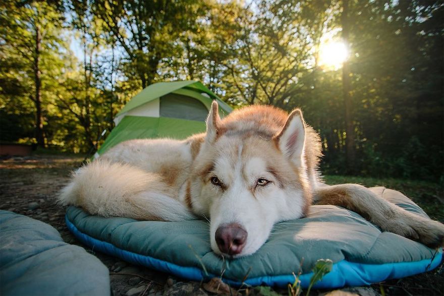 My Beautiful Huskies Helped Me Overcome Clinical Depression And Get On My Feet Again My Beautiful Huskies Helped Me Overcome Clinical Depression And Get On My Feet Again