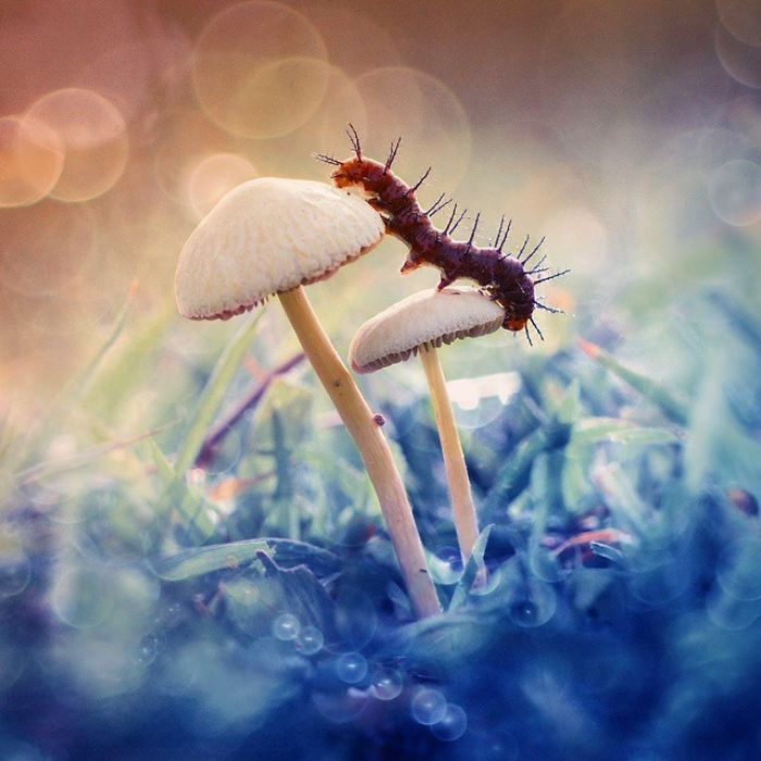 The Magical Macro World Of Tiny Creatures That I Capture In Indonesia The Magical Macro World Of Tiny Creatures That I Capture In Indonesia