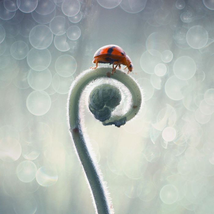 The Magical Macro World Of Tiny Creatures That I Capture In Indonesia The Magical Macro World Of Tiny Creatures That I Capture In Indonesia