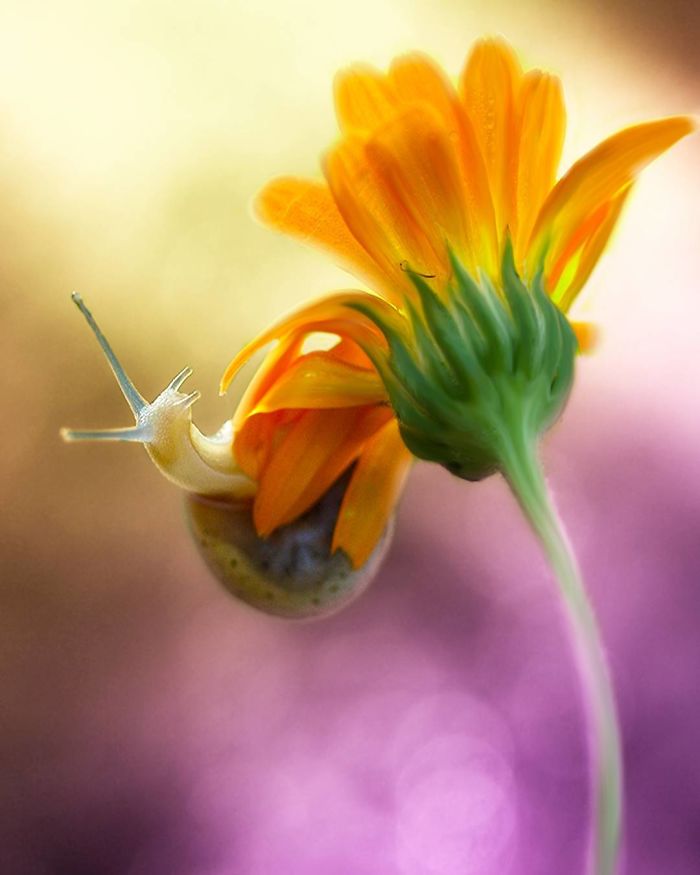 The Magical Macro World Of Tiny Creatures That I Capture In Indonesia The Magical Macro World Of Tiny Creatures That I Capture In Indonesia